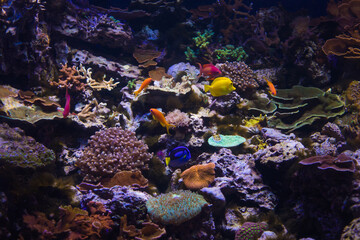 Plakat flock of colored fish in a coral reef
