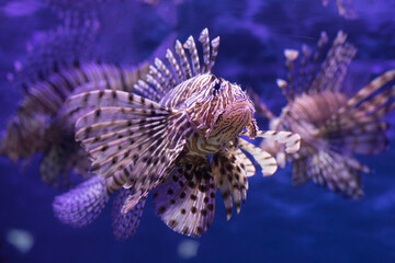 Red lionfish close-up in the aquarium