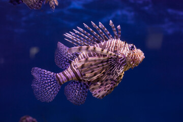Red lionfish close-up in the aquarium