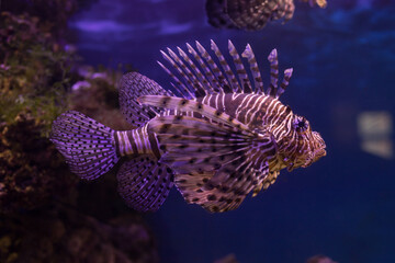 Red lionfish close-up in the aquarium