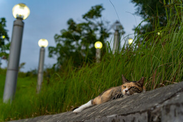 夕方の公園でこちらを見つめる野良猫