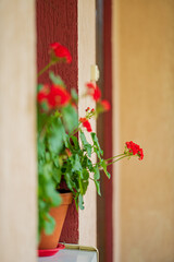 geranium flowers in the pot