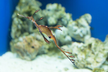 leafy sea dragon swimming in the aquarium