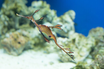 leafy sea dragon swimming in the aquarium