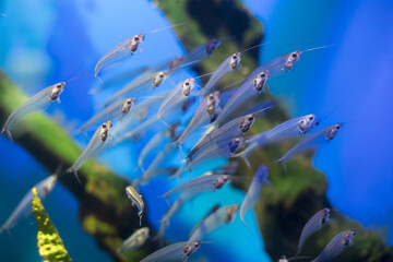 a flock of glass catfish in an aquarium