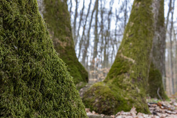Mossy sprawling tree trunk deep in mountain forest