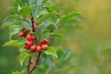 Zweig mit roten Früchten der Stechpalme