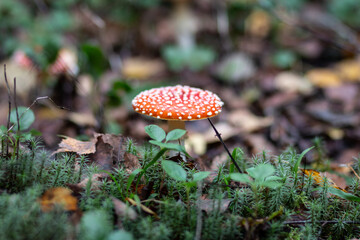 Red poisonous fly agaric in the forest. Close-up. Fly agaric red.