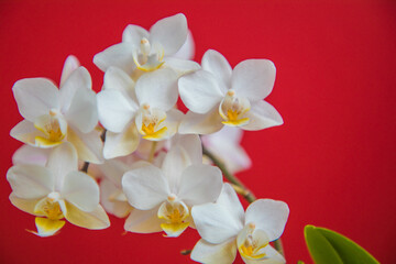 Blooming white orchid Soft Cloud on a red background