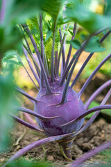 Fresh ripe head of purple kohlrabi