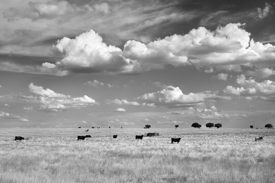 toros