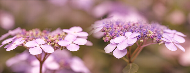 pink hydrangea or hortensia flower close up