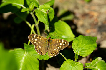 A Speckled Wood (Pararge aegeria) butterfly sitting perched on a green leaf backing under raise of sunshine.