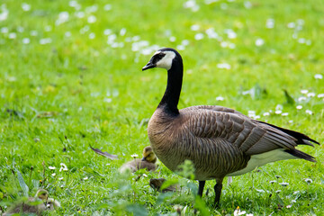 Naklejka na ściany i meble A Canada goose (Branta canadensis) standing among her young, with faded white flowers on the lush green lawn.