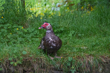 Eine Moschusente steht im Gras