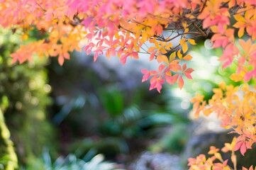 京都 秋の三室戸寺の庭園を彩る美しい紅葉