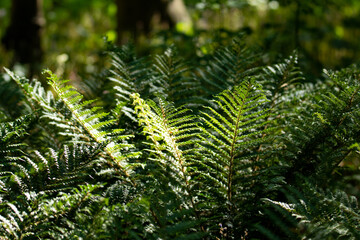 Lush green fern with raise of sunshine through the thick forest canopy.