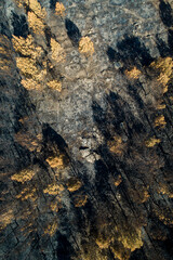 Burnt trees after a forest fire, aerial top view dead black forest after fire, overhead view