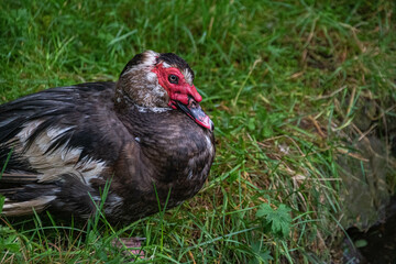 Eine Moschusente Im Portrait