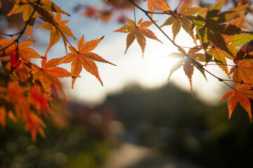 京都 三室戸寺の夕日と美しい紅葉