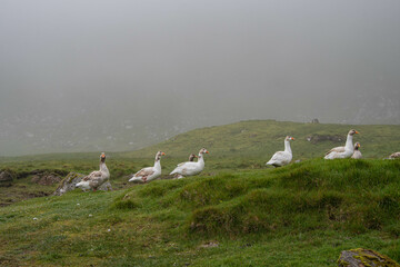 Wild lebende Gänse auf den Färöer Inseln © Dieter