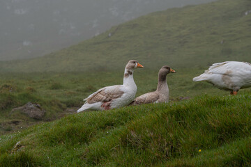 Wild lebende Gänse auf den Färöer Inseln