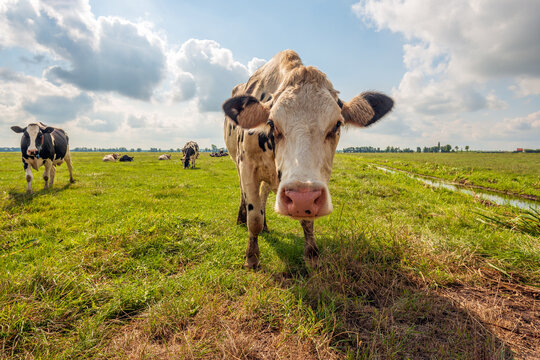 Cow in a Dutch meadow curiously approaches the photographer. In the background, other cows graze and ruminate. The photo was taken on a sunny summer day in the Alblasserwaard region.