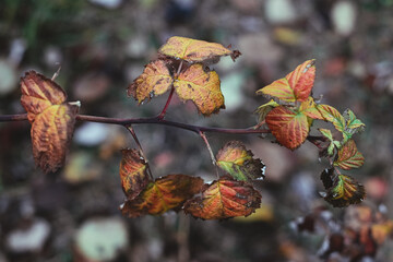 dry fall leaf of raspberry in autumn.
