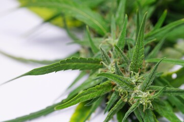 This is a cannabis flower for medicinal or medicinal substances.