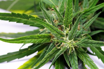 This is a cannabis flower for medicinal or medicinal substances.