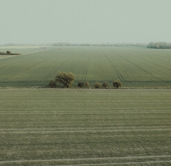A misty field with a few isolated trees, drone shot of an agricultural landscape, green misty tones
