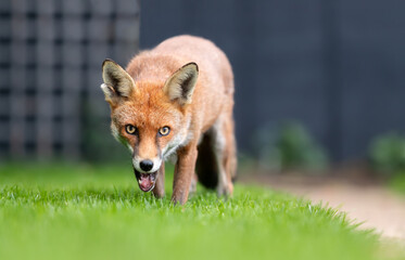 Close up of a Red fox walking on green grass