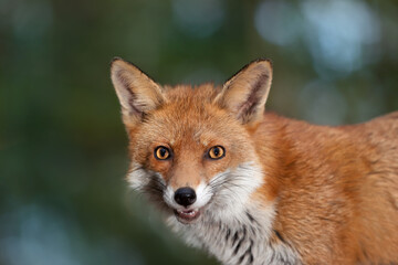 Naklejka na ściany i meble Portrait of a Red fox (Vulpes vulpes)