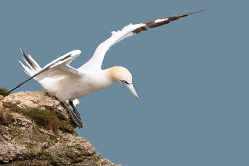 Close up of a Northern gannet taking off