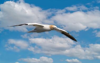 Northern gannet in flight against blue sky