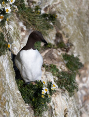 Portrait of a common Guillemot perched with daisies on a cliff edge