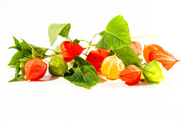 physalis