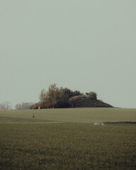 A misty field with a young deer standing in solitude, yellow green tones, deer isolated on wheat field