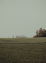 A misty field with a young deer standing in solitude, yellow green tones, deer isolated on wheat field