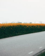 Single lane road passing a rapeseed field in southern Sweden, contrast colours, lines