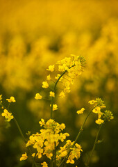 Rapeseed flower, yellow flower on field, idyllic flowers blossoming, sunny idyllic field of flowers