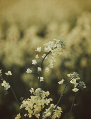 canola rapeseed flowers in sunset southern Sweden, bright sun on a pretty summer flower, beautiful scenery