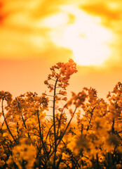 canola rapeseed flowers in sunset southern Sweden, bright sun on a pretty summer flower, beautiful scenery