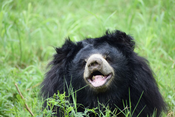 Indian bear is looking at the camera
