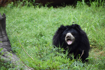 Indian bear is looking at the camera