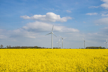 Windräder hinter einem Rapsfeld in Lütau, Schleswig Holstein, Deutschland