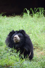 Indian bear is looking at the camera