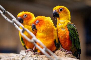 three parrots