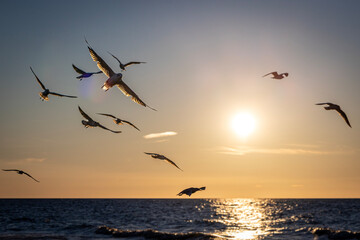 seagulls during sunset