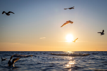 Naklejka na ściany i meble seagulls during sunset